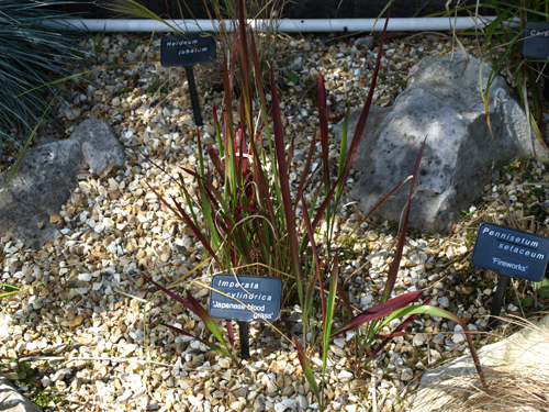 Imperata cylindrica Red Baron Japanese blood grass